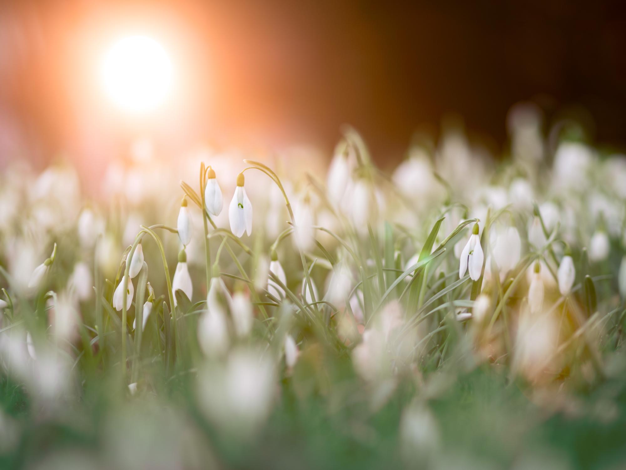Featured image of post Frühling